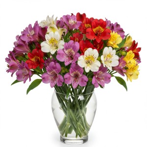 Alstromeria Rainbow Mix Colors