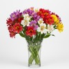 Alstromeria Rainbow Mix Colors