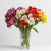 Alstromeria Rainbow Mix Colors