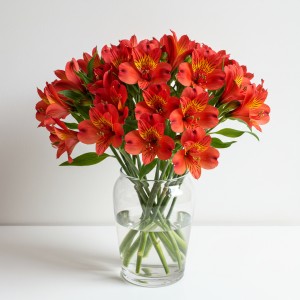 Alstromeria Red