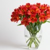 Alstromeria Red