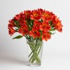 Alstromeria Red