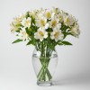Alstromeria White