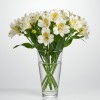 Alstromeria White