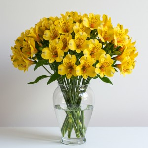 Alstromeria Yellow