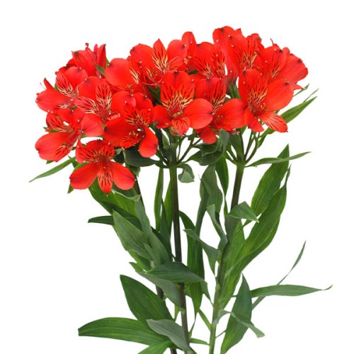 Alstromeria Red