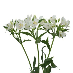 Alstromeria White