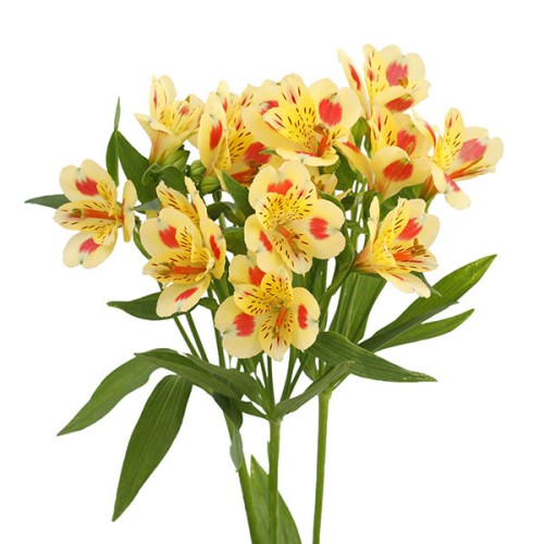 Alstromeria Yellow