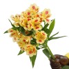 Alstromeria Yellow