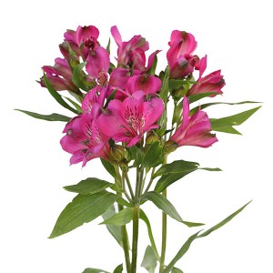 Alstromeria Purple