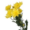 Chrysanthemum Spray Yellow