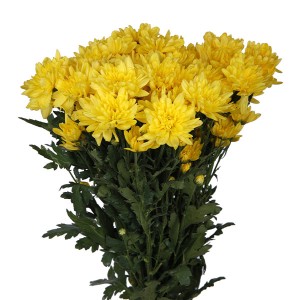 Chrysanthemum Spray Yellow