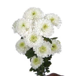 Chrysanthemum Spray White