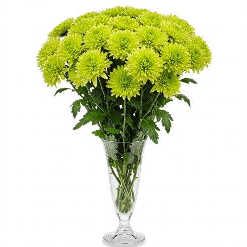 Chrysanthemum Spray Green