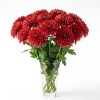 Chrysanthemum Spray Red