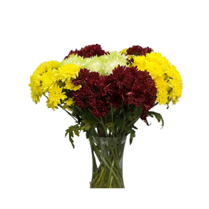 Chrysanthemum Spray Mix