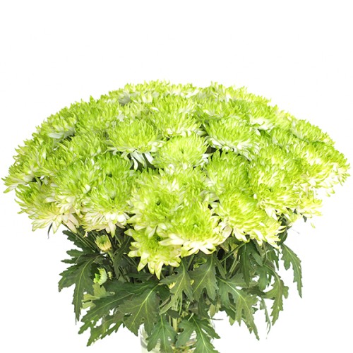 Chrysanthemum Spray Green