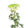 Chrysanthemum Spray Green