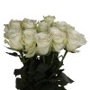 White Roses