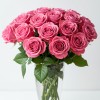 Pink Roses