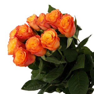 Orange Roses