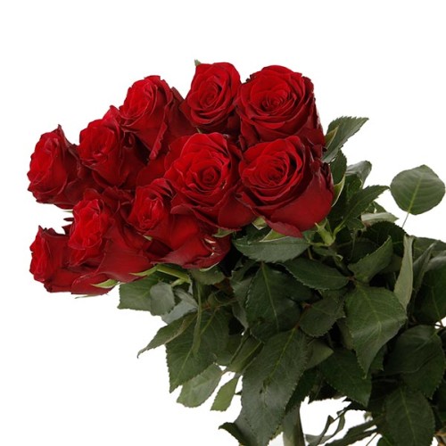 Red Roses