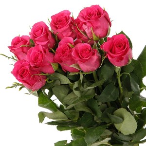 Pink Roses