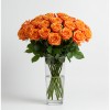 Orange Roses