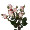 Pink Bi color Spray Roses