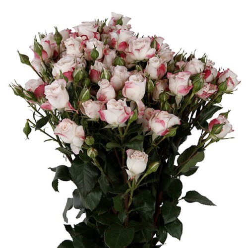 Pink Bi color Spray Roses