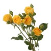 Yellow Spray Roses