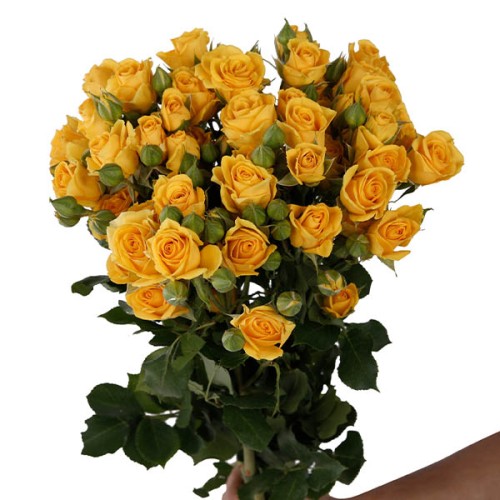 Yellow Spray Roses