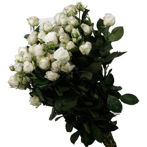 White Spray Roses