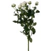 White Spray Roses