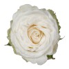 White Spray Roses