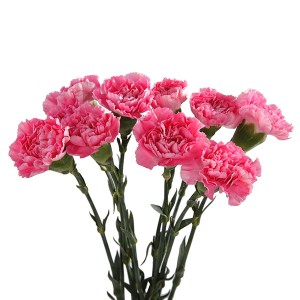 Carnation Pink