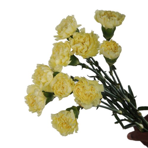 Carnation Yellow