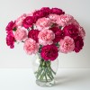Carnation Pink