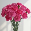 Carnation Pink