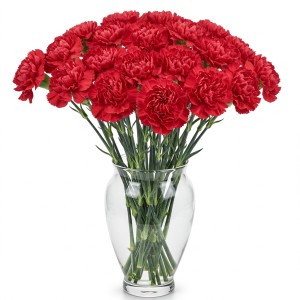 Carnation Red