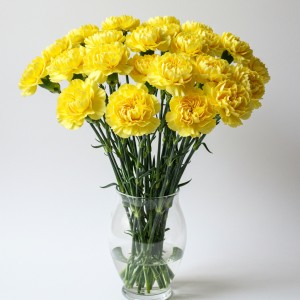 Carnation Yellow