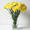 Carnation Yellow