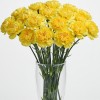 Carnation Yellow