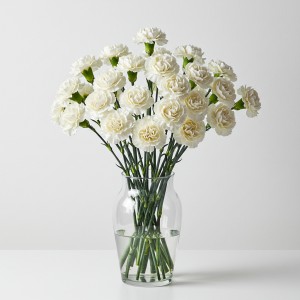 Carnation White