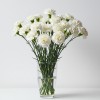 Carnation White