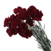 Carnation Red