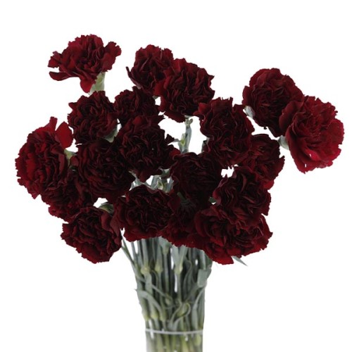 Carnation Red