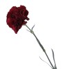 Carnation Red