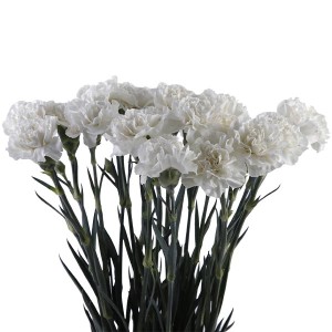 Carnation White