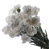 Carnation White